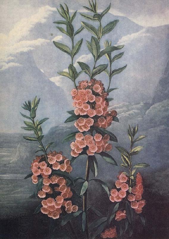 unknow artist slaktet kalmia ar uintergrona buskar med vackra blommor och dekorativt finns sju arter i stra nordamerika China oil painting art